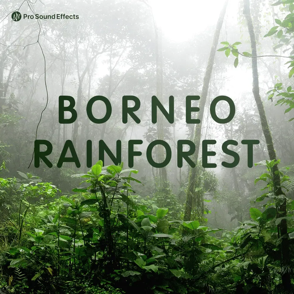 Borneo Rainforest 官方产品图
