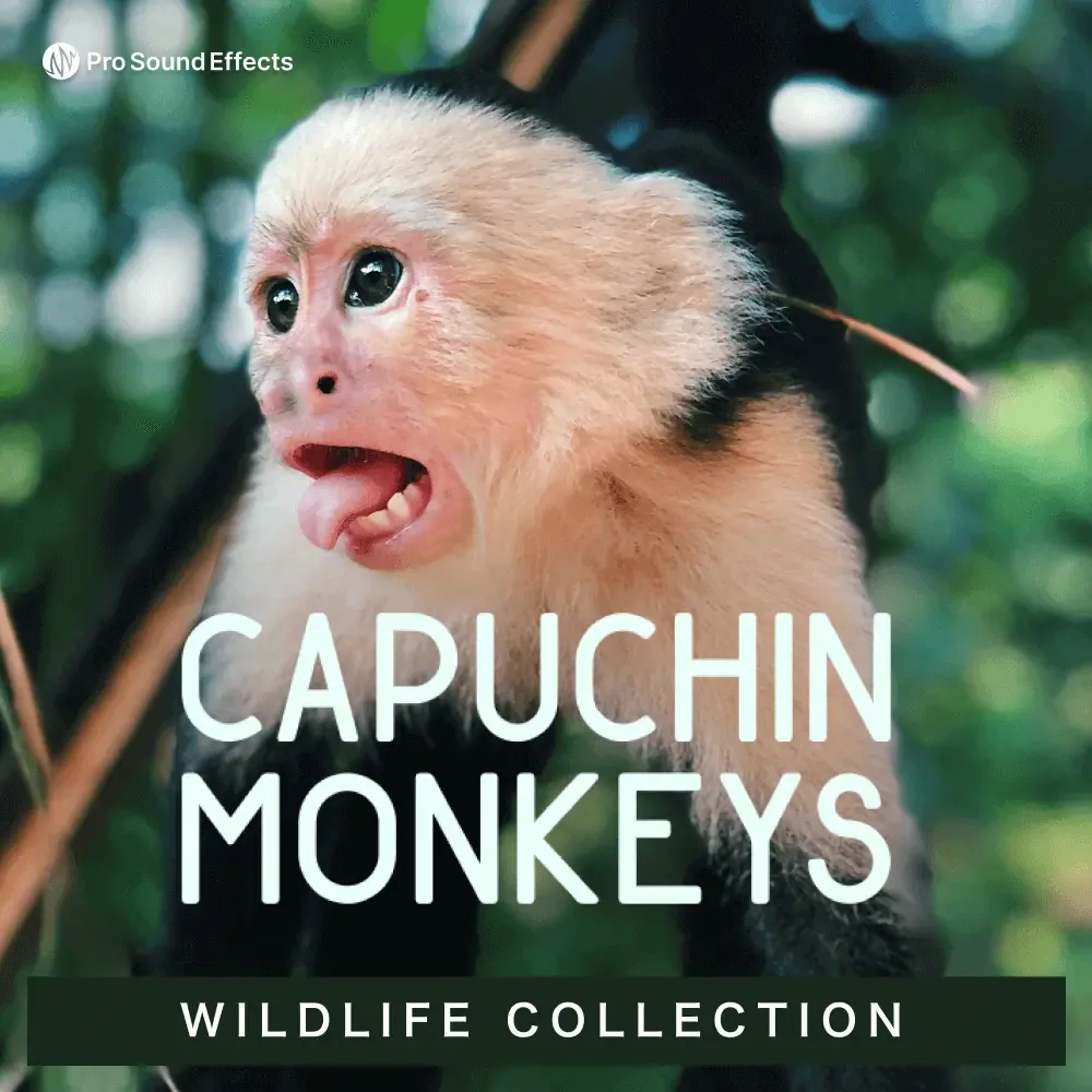 Wildlife Collection: Capuchin Monkeys 官方产品图